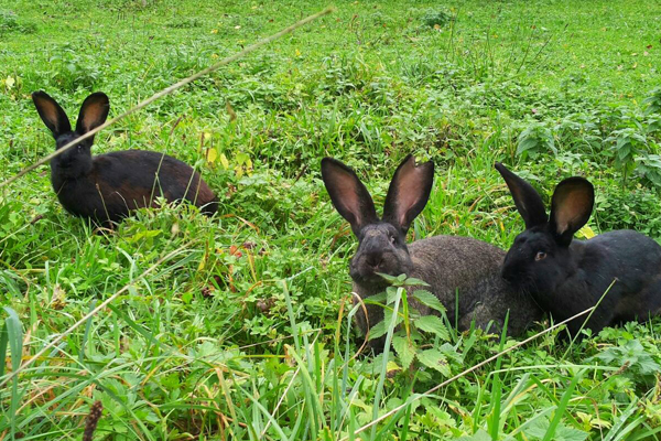 ErlebnisKurs - Wiese – was für manche Unkraut ist, bereichert unsere Küche!
