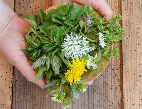 Wilde Wiesenkräuter
