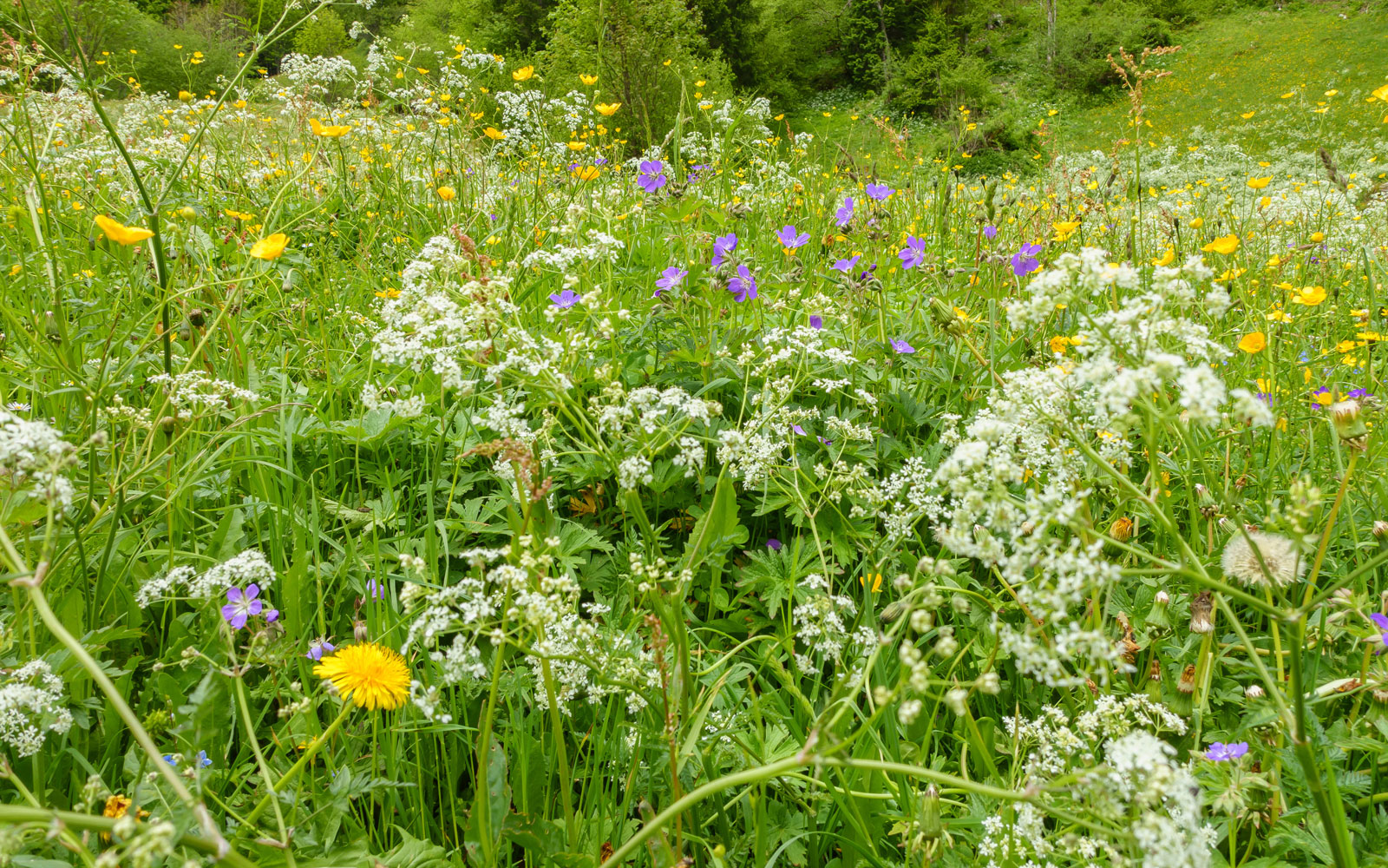 Wildkräuter Wiese